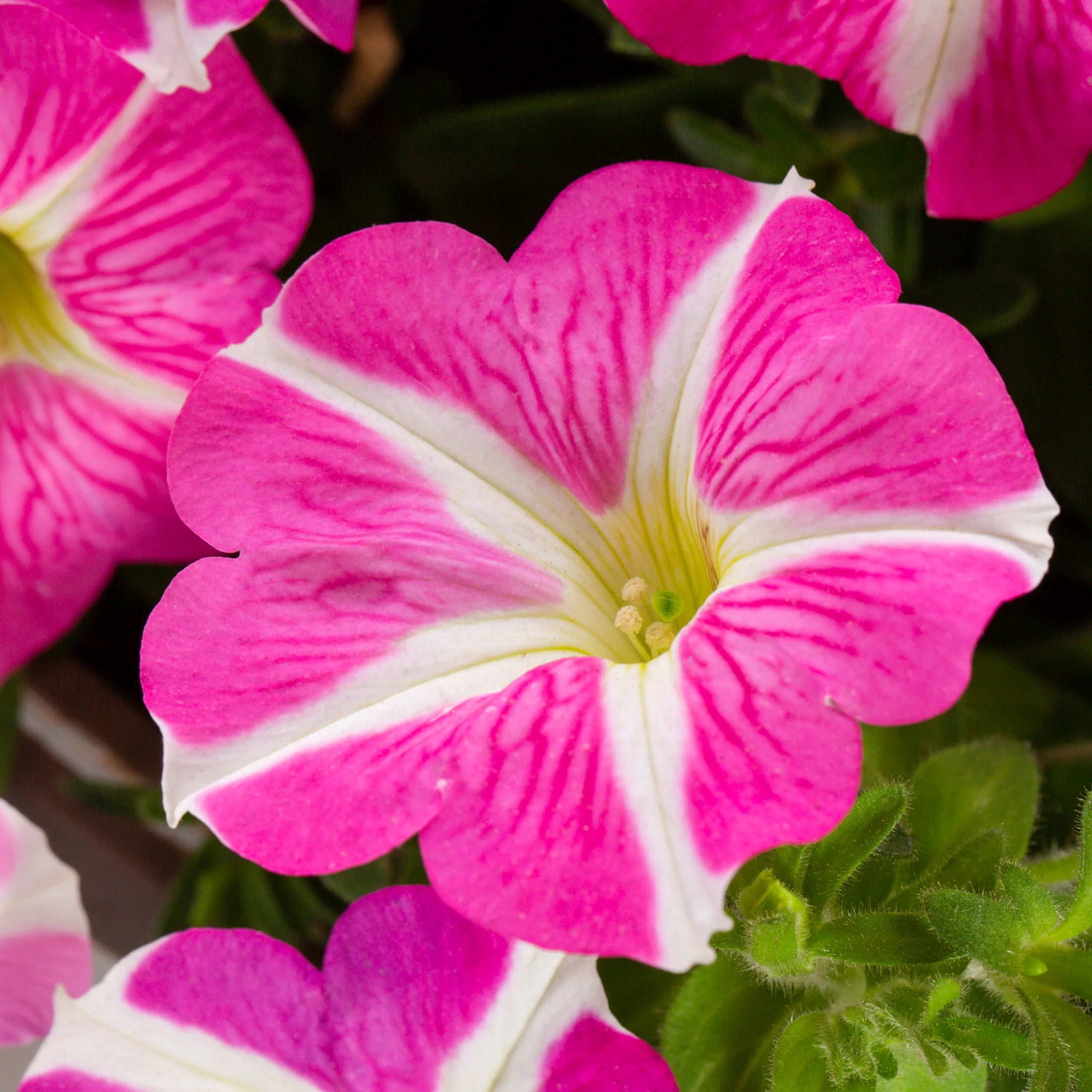 Amore 2QT Pink White Petunia Live Annual Plant Sun 3-Pack