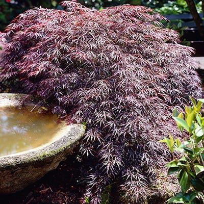 Tamukeyama Japanese Maple - Cannot Ship to AZ