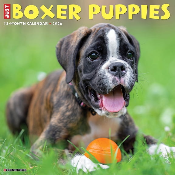2026 Willow Creek Boxer Puppies 12" x 12" Monthly Wall Calendar (50361)