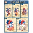 thumbnail image 2 of Heart (Other), 2 of 2