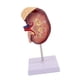 thumbnail image 4 of Modelo de riñón humano, réplica ampliada al doble del tamaño real, herramienta para de la biología y el aprendizaje de, 4 of 9