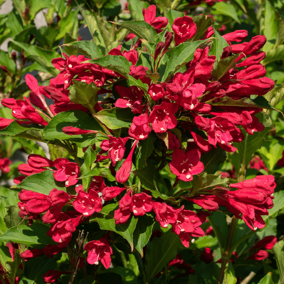 Potted Weigela Plant, 8 to 10 inches Tall, Red Weigela Flower Shrubs for Outdoor Growing, Dormant