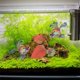 thumbnail image 1 of WHAMVOX 2Ud De Silicona Con Ventosa Para Y Descanso De Bettas En Acuario, 1 of 7