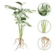 thumbnail image 4 of Planta artificial Monstera resistente al desgaste para el hogar, decorativa, de imitación, para el hogar, 4 of 8