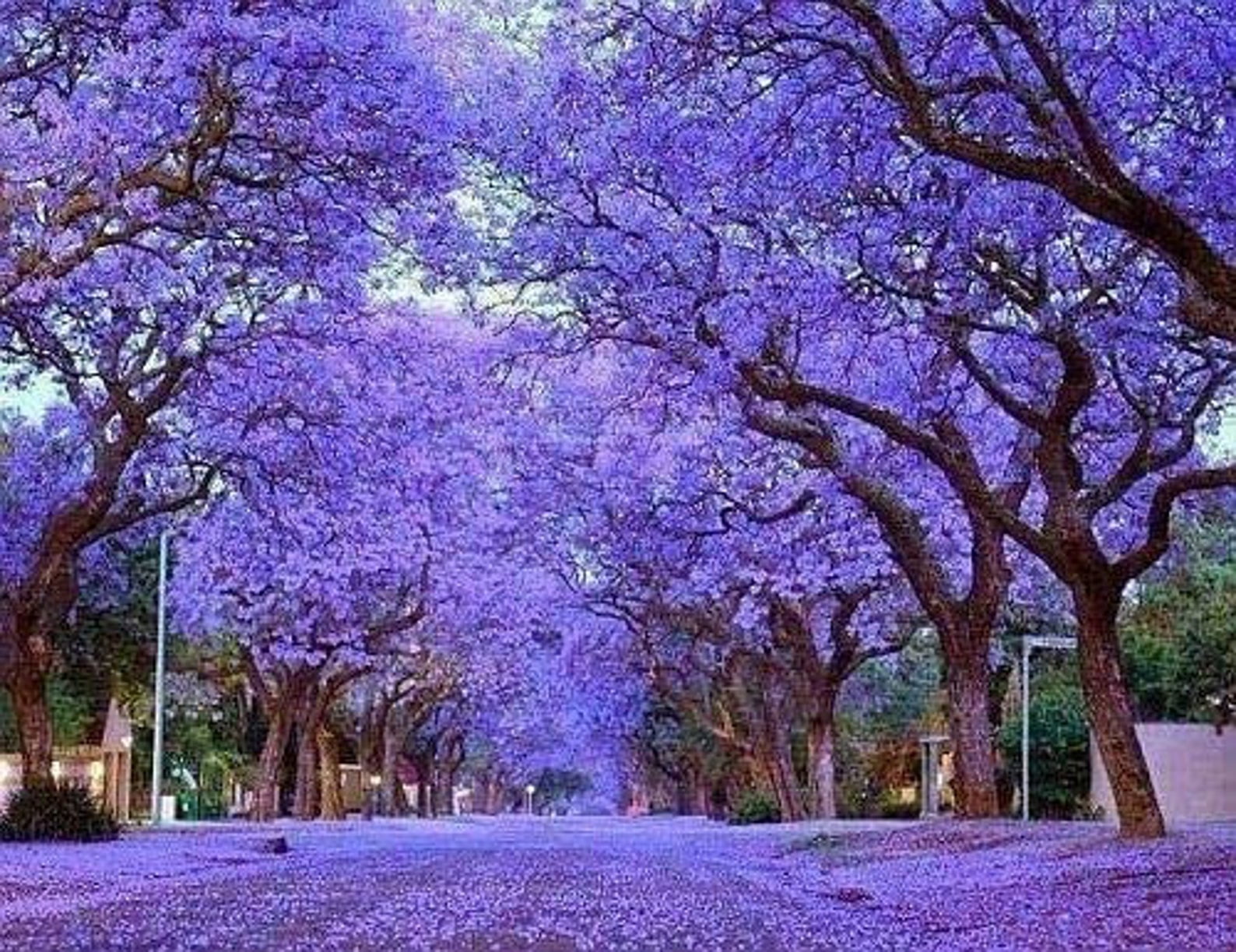100 Princess Tree Seeds, Empress Tree Seeds - 100 Seeds (Paulownia tomentosa) - 100 Count per Pack