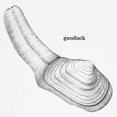 thumbnail image 3 of CafePress - Geoduck T Shirt - 100% Cotton Ringed T-Shirt, 3 of 4