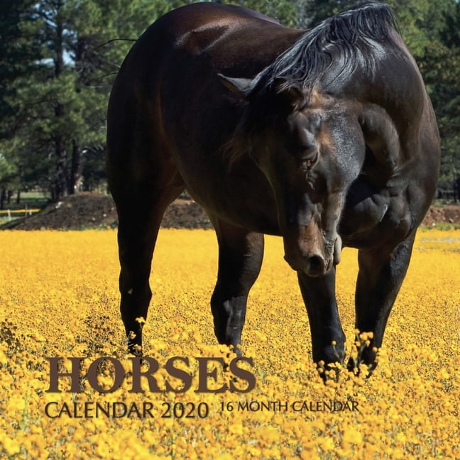 Horses Calendar 2020 16 Month Calendar (Paperback)