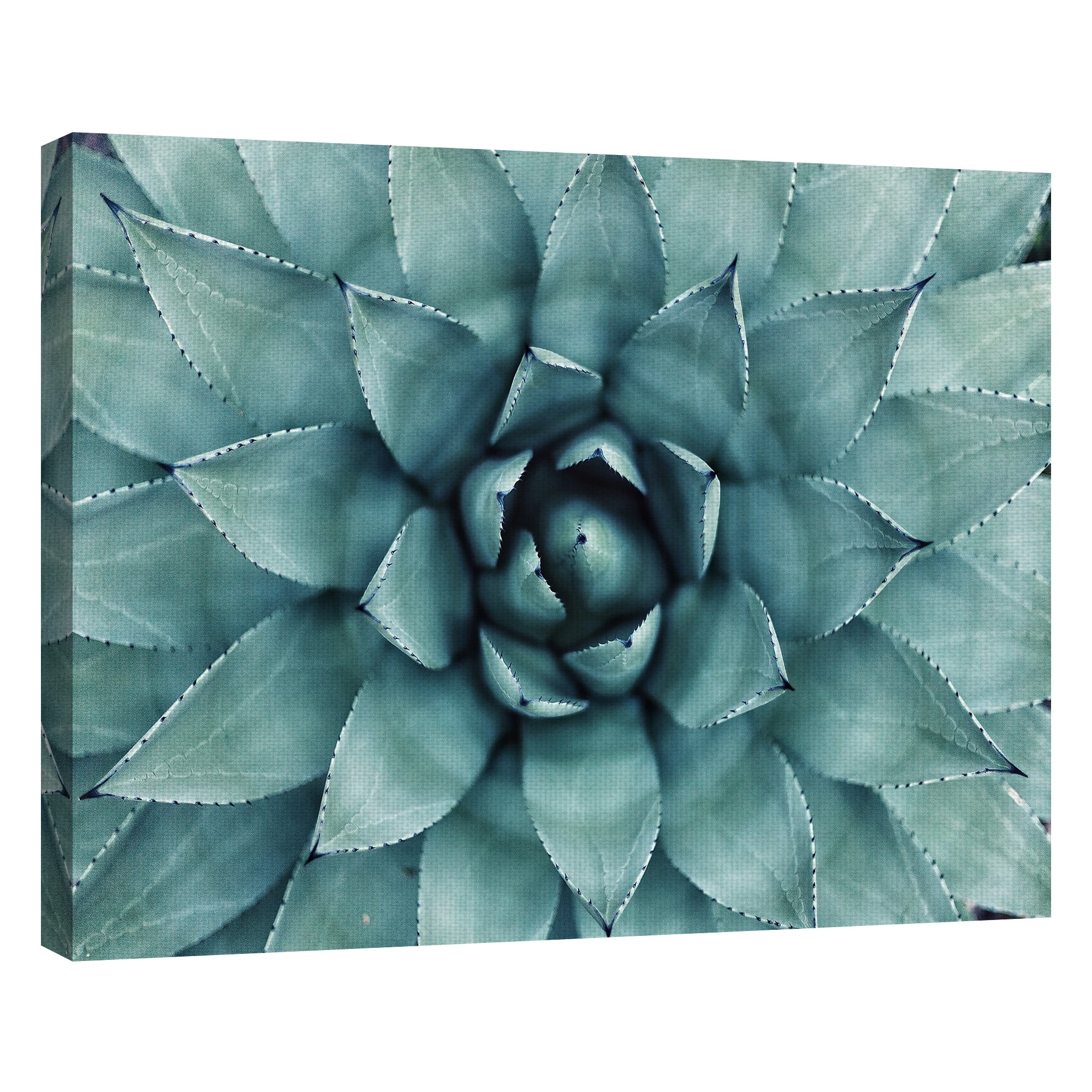 Masterpiece Art Gallery Agave Succulent By Erol Ahmed Canvas Art Print 22" x 28"