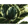 thumbnail image 5 of Artificial Plant - 47" Tall - Indoor - Floor - Potted - Green Leaves, 5 of 6