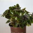 thumbnail image 5 of Southern Living Tapestry Heucherella Live Perennial in 2.5-Quart Grower Pot, 5 of 9