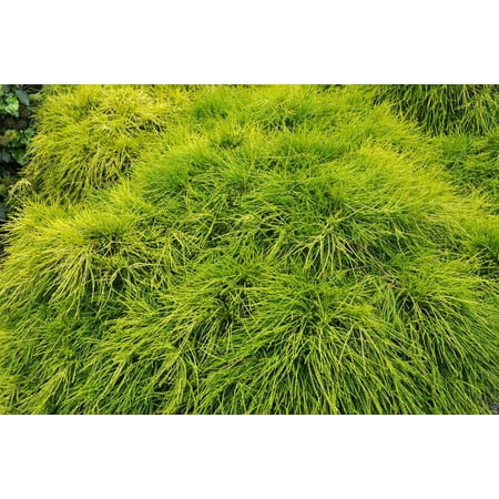 Sungold Cypress Plant - Chamaecyparis - Evergreen Shrub - 4