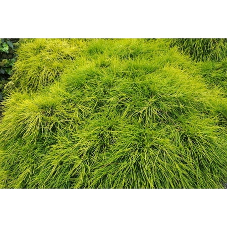 - Sungold Cypress Plant - Chamaecyparis - Evergreen Shrub - 4