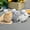 White Mouse Squishy, variant on 4-Inch Giant Jumbo White Mouse Squishy, Taba Squishy Squeeze, Mochi Squishy Animal Figure, Classroom Prizes & Treasure Box Fillers, Great Goodie Bag Fillers
