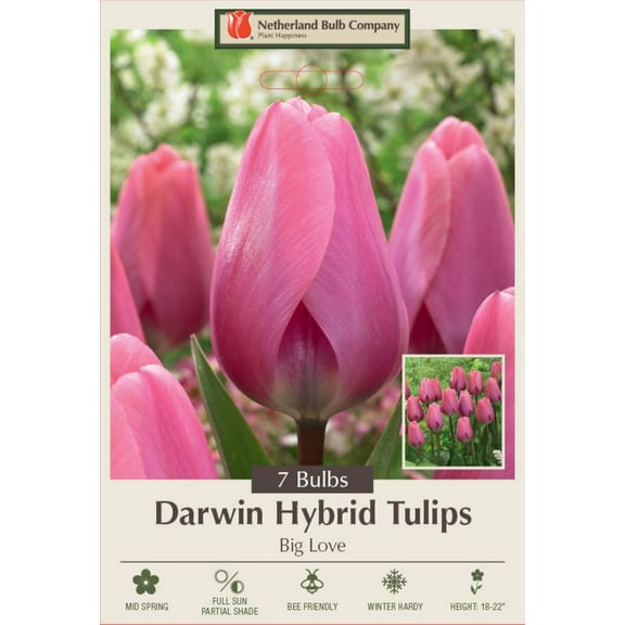 Big Love Darwin Tulip - 12/  cm Bulbs -7 Bulbs - Large Flowers