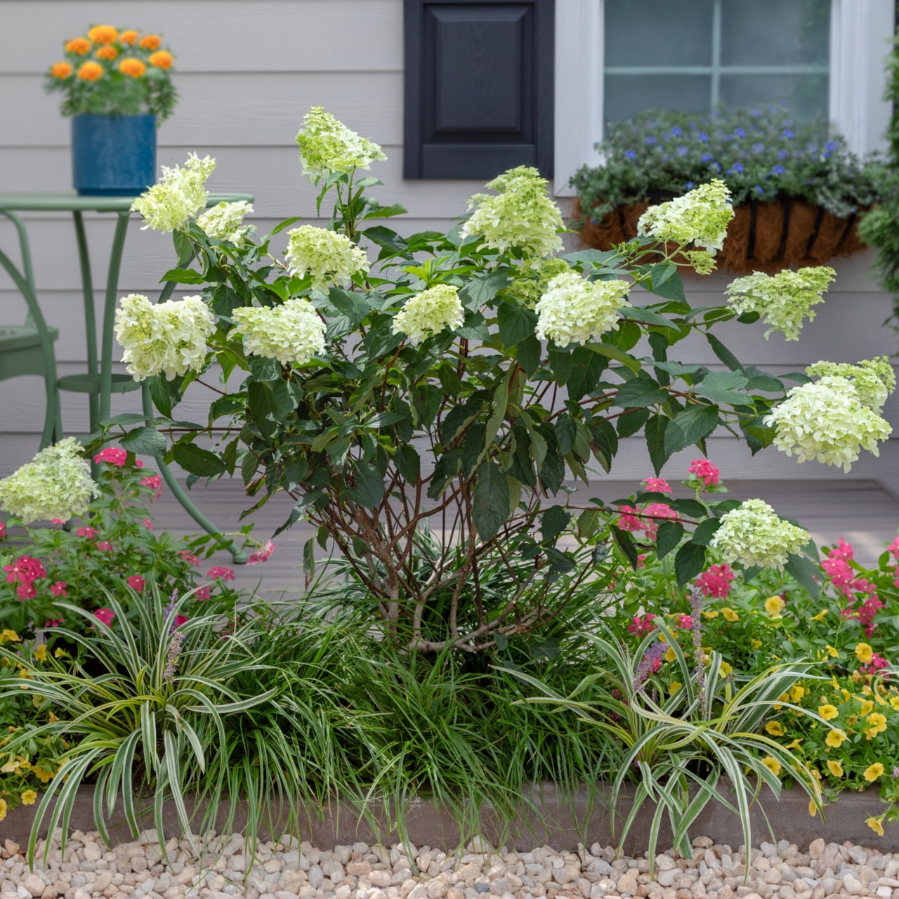 1 PK First Editions 1Gal Hydrangea Paniculata Little Hottie Perennial Plant Sun