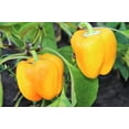 thumbnail image 2 of 100 Seeds Golden YELLOW BELL PEPPER California Wonder Capsicum Vegetable Seeds, 2 of 9