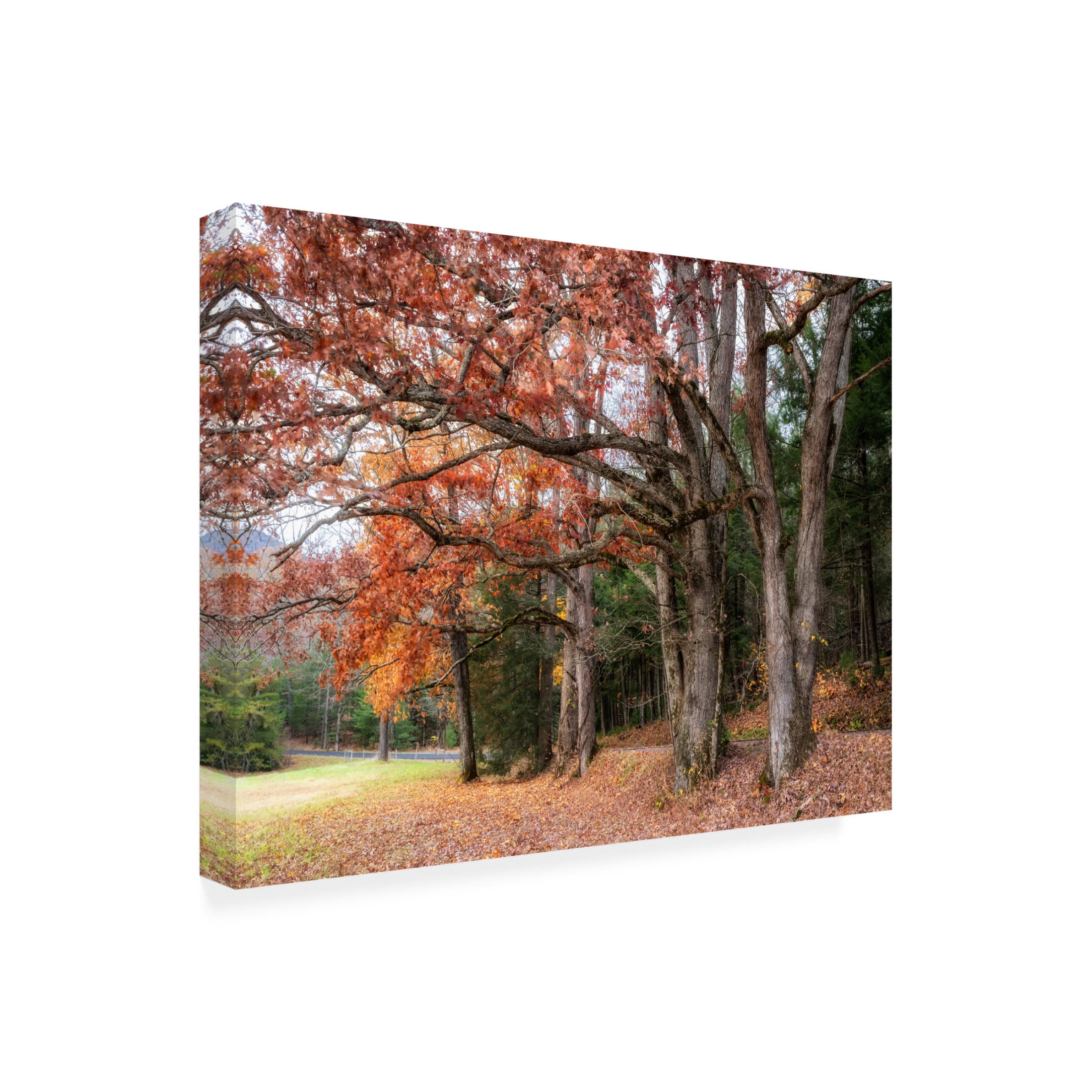 Canvas Wall Art - Danny Head 'Autumn Drive II' Wall Art for Living Room, Bedroom, or Office Décor by Trademark Fine Art - 32 x 24 Inches