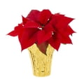 thumbnail image 2 of Holiday Time 1PT Red Poinsettia Live Annual Plant Sun 6-Pack, 2 of 9