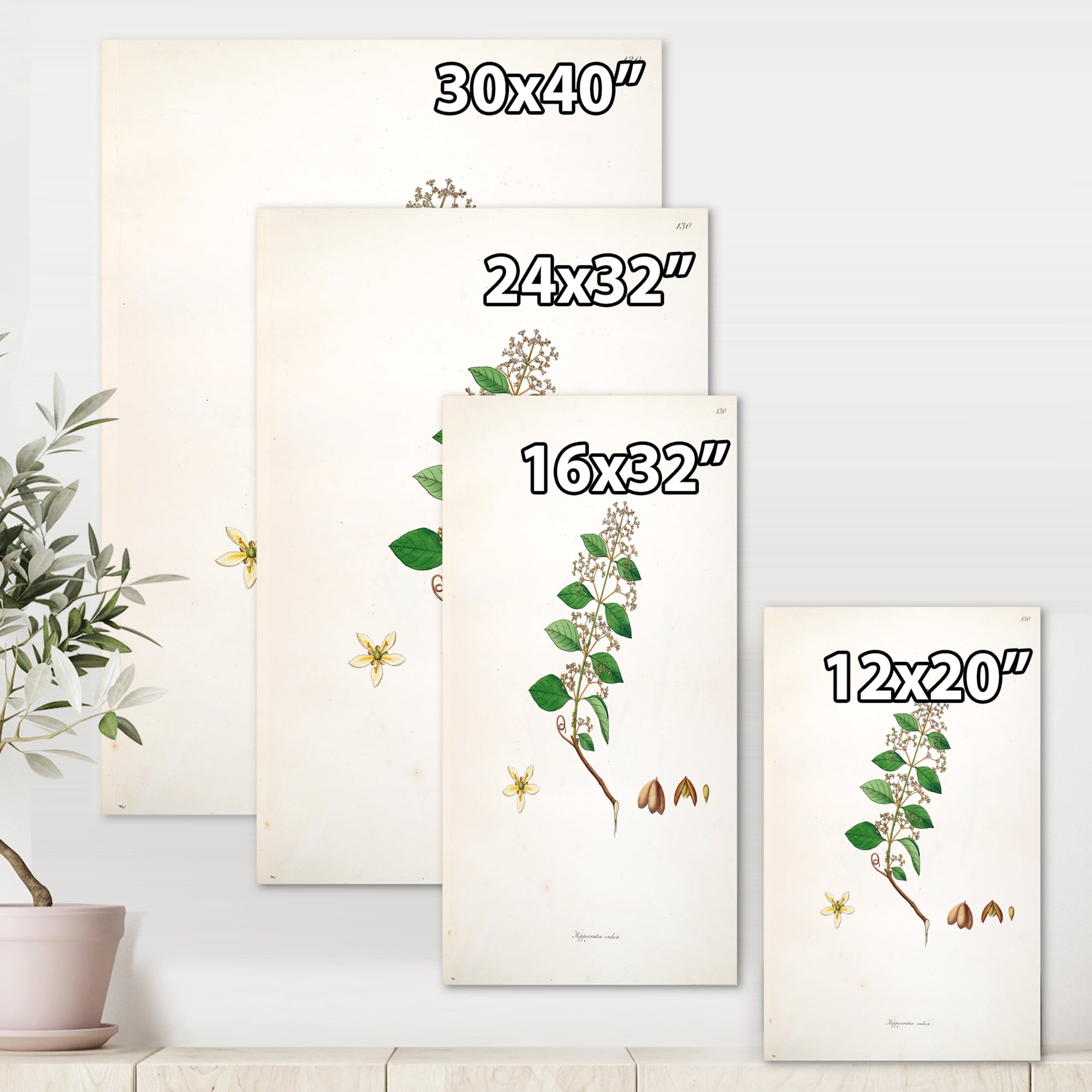 Designart ' Ancient Botanicals I ' Farmhouse Canvas Wall Art Print