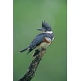 thumbnail image 2 of Welling, Dave 13x18 Black Ornate Wood Framed with Double Matting Museum Art Print Titled - TX, McAllen Belted kingfisher female perched, 2 of 4