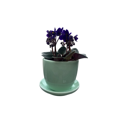 thumbnail image 3 of Mint Green Ceramic Teacup with Surprise Miniature African Violet - 2.5" Pot, 3 of 4
