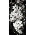thumbnail image 2 of Hausenflock, Alan 11x18 White Modern Wood Framed Museum Art Print Titled - Daffodils I, 2 of 4