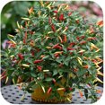 thumbnail image 2 of HJADGG Seeds Ornamental Hot Chili Pepper Mix Heirloom Vegetable for Planting Non GMO, 2 of 8