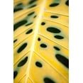 thumbnail image 2 of Millet, Karyn 17x24 Gold Ornate Wood Framed with Double Matting Museum Art Print Titled - Tropical Leaves III, 2 of 4