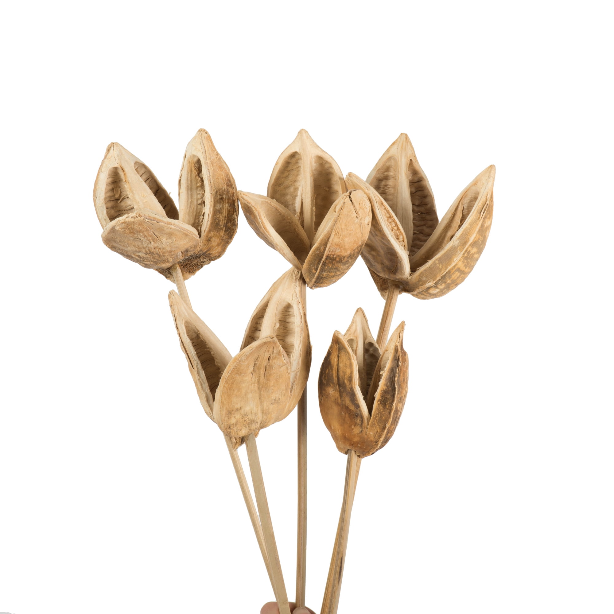 Vickerman 16" Bleached Sora Pod attached to a Wood Stem.  Includes 5 Stems per Pack, Dried