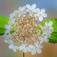 thumbnail image 2 of Jaynes Gallery 12x12 White Modern Wood Framed Museum Art Print Titled - USA-Washington State-Silverdale Highbush cranberry viburnum flowers close-up, 2 of 4