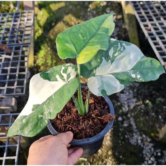 (UG-64)Root in moss 4  leaves - Syngonium 'Chiapense' Variegated Rare Plant- Get Similar to the picture
