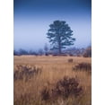 thumbnail image 2 of Miller, Anna 25x32 Black Ornate Wood Framed with Double Matting Museum Art Print Titled - Lone Tree in Foggy Field-Rocky Mountain National Park-Colorado-USA, 2 of 4