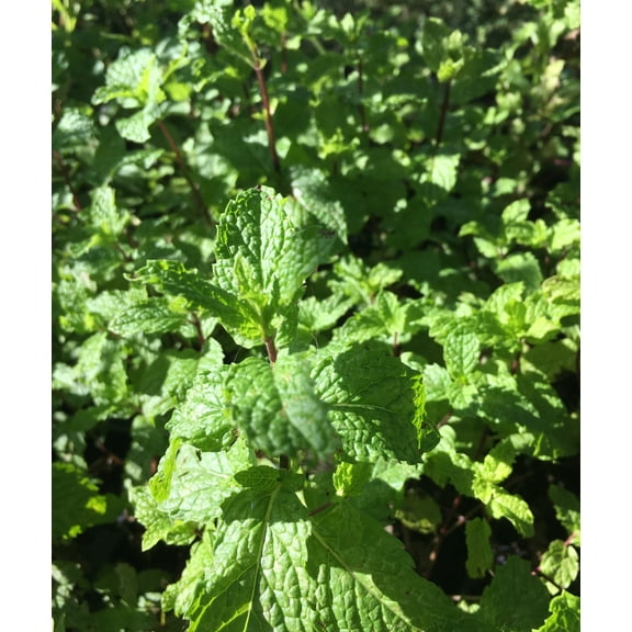 3 Mojito Mint Plants Herb - Hardy Perennial - in 4 inch pots