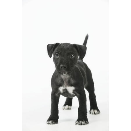 - Patterdale Cross Terrier Print Wall Art