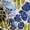 Blooming Bliss, variant on Women's 100% Cotton Poplin Pant