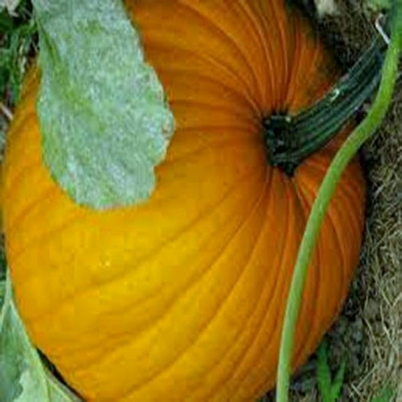 Pumpkin Seed, Connecticut Field, Heirloom, Non-GMO, 100 Seeds, Pumpkins