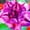 E, variant on Desert Rose, Low Maintenance - Easy Grow - Ideal for Beds Borders, Plant Pots & Planters