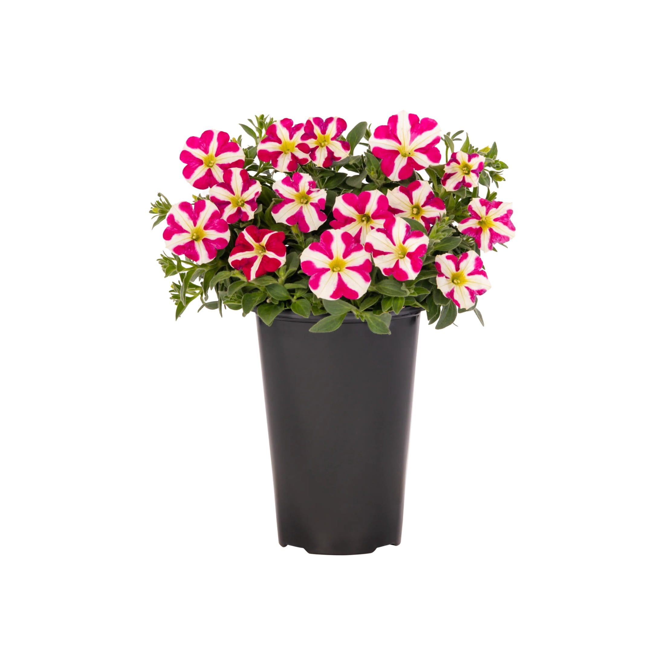Amore 2QT Pink White Petunia Live Annual Plant Sun 3-Pack