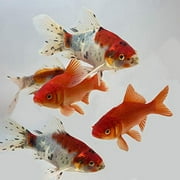 Goldfish Pond Pack #3 (Includes Shubunkins & Comets) by Toledo Goldfish