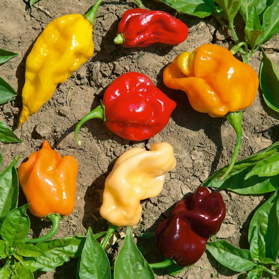 Caribbean Blend Hot Pepper Seeds - 300 Mg Packet ~50 Seeds - Non-GMO - Vegetable Garden - Capsicum annuum