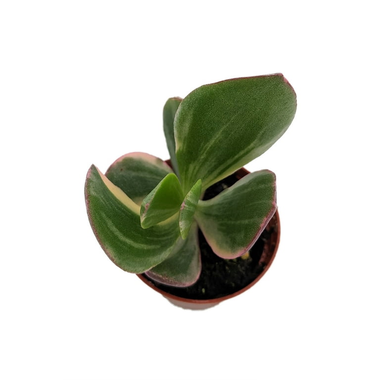 plant money Money Tree Plant | Tropical Indoor Plants & Houseplants for Delivery main image 0