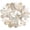 2" - 3", variant on 20 PCS Oyster Shells 4"-5" Large Oyster Shells Natural Seashells for Crafts Beach Theme Party Fish Tank and Vase Filler Home Decoration