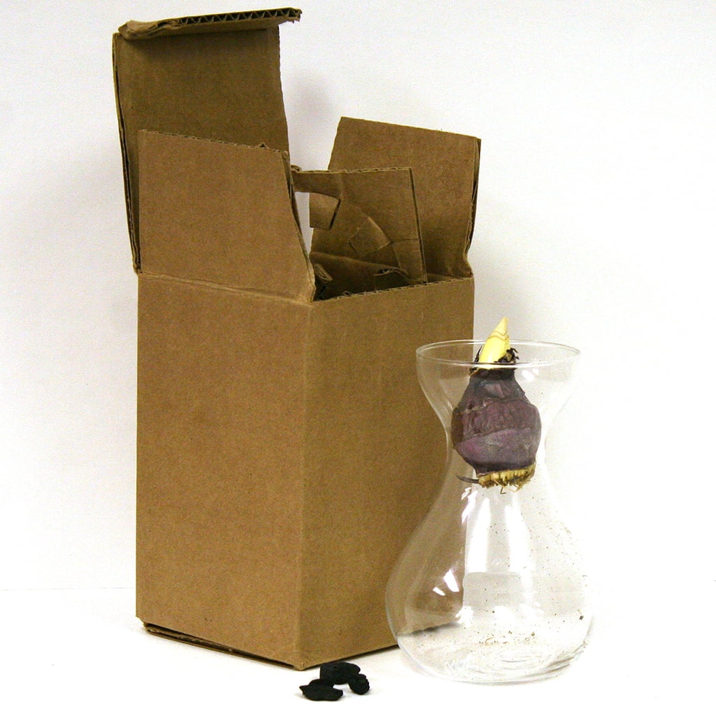 Van Zyverden Hyacinth Kit Pink with Clear Artisan Glass 1 Bulb Pink Part Sun