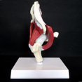 thumbnail image 4 of Human Hip Joint Model With Muscles For Teaching Anatomy Model, 4 of 4