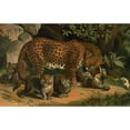 thumbnail image 2 of John George Wood 24x17 Gold Ornate Framed and Double Matted Museum Art Print Titled - Leopard. (1898), 2 of 4