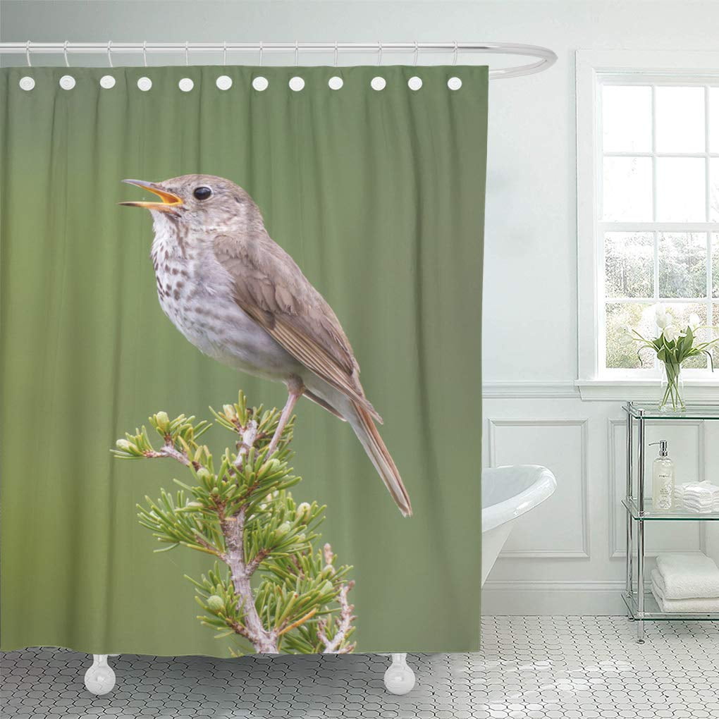 Cynlon Hermit Thrush Bird Fly Perch Wildlife Bathroom Decor Bath Shower Curtain 66x72 Inch Walmart Com Walmart Com