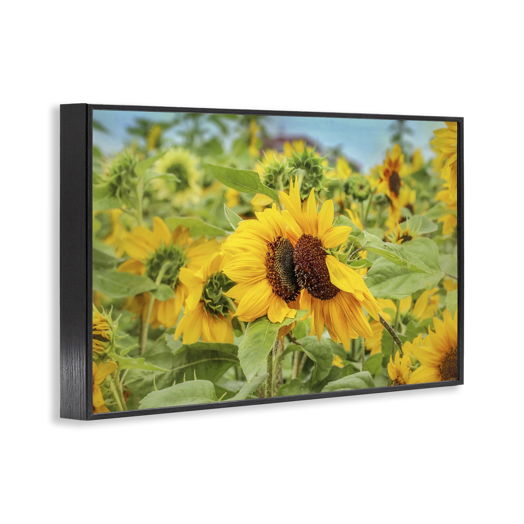 Stupell Industries Sunflower Field Photography Landscape Photography Black Framed Art Print Wall Art, 30 x 20