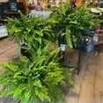 thumbnail image 6 of Artificial Plants Outdoor 2 Pack Fake Ferns Outdoor Faux Plants Artificial Ferns Large Fake Plants Boston Fern Bush for Home Office Garden Indoor Outdoor Decoration, 6 of 6