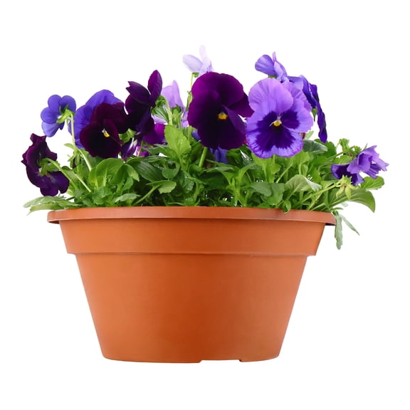 Expert Gardener 12" Multicolor Pansy Combo Live Plants in 5.5" Decorative Pot Full Sun