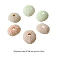 thumbnail image 2 of Advancent 10 paquetes/lote colores naturales y texturas claras Base en maceta para la decoración del hogar de la cáscara con Natural Jardín y Patio, 2 of 6